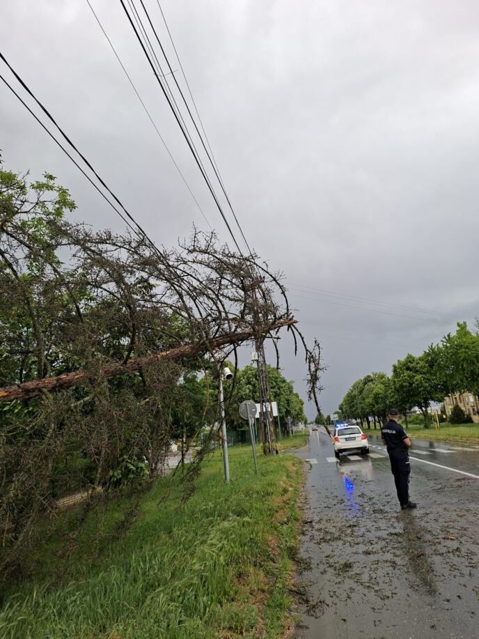 DRVO PALO I POKIDALO KABLOVE Nevreme Apatin (1).jpeg