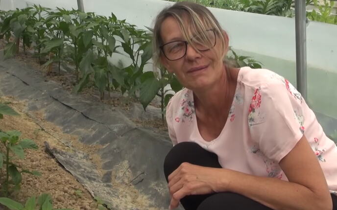 Vesna Bošnjak paprika