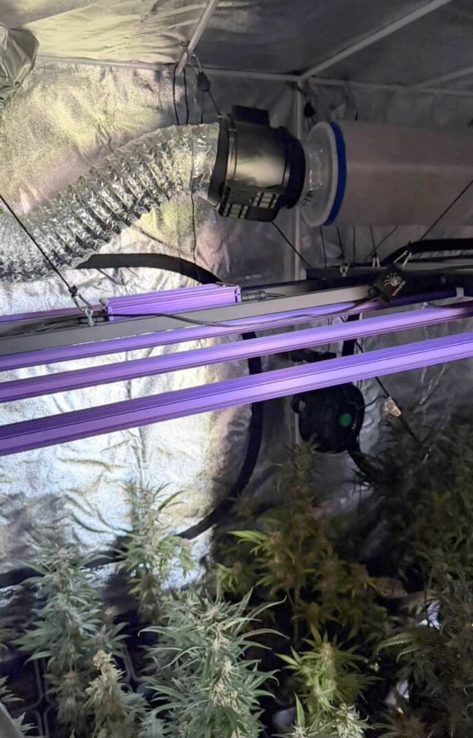 laboratorija, marihuana, Žabalj