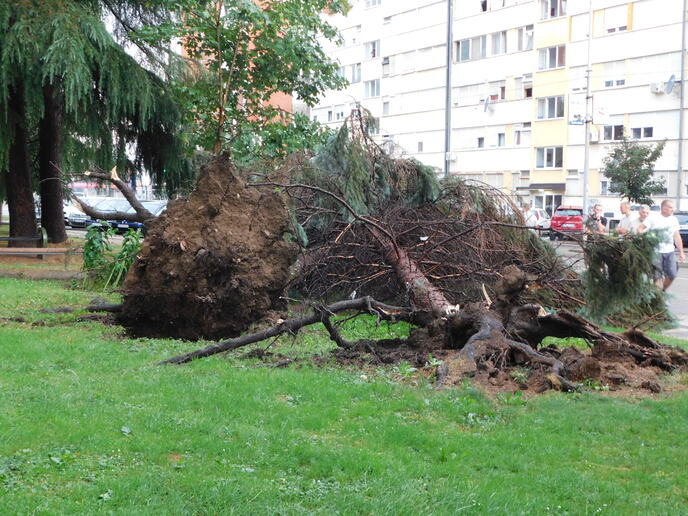 LOZNICA - Popadala stabla.JPG