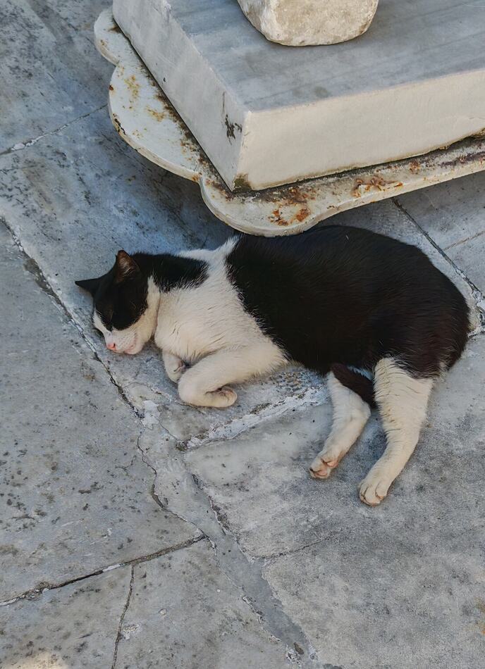 mačka u Novoj džamiji u Istanbulu