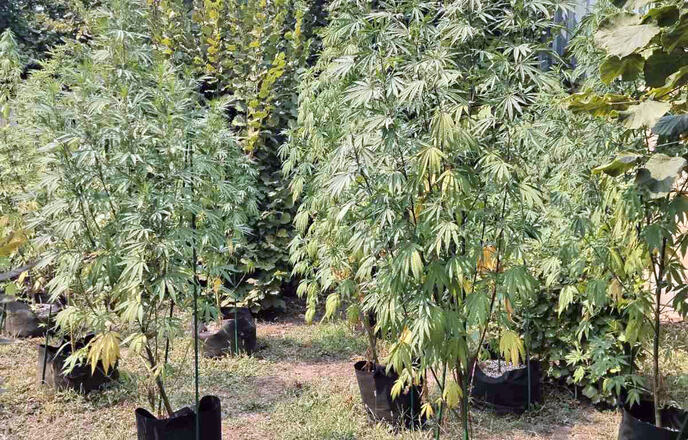 marihuana, Pančevo, droga, plantaža marihuane