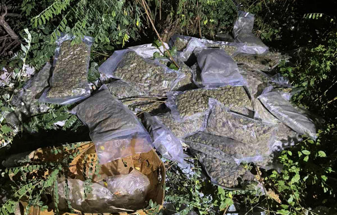 Obrenovac, zaplena, marihuana