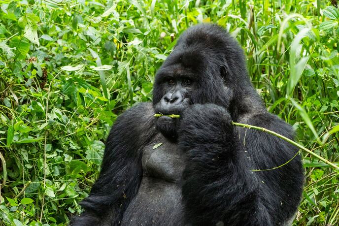 Nacionalni park Bwindi Impenetrable