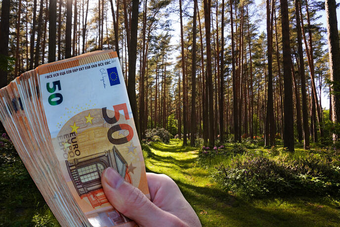 šuma ,cveće novac evri ilustracija