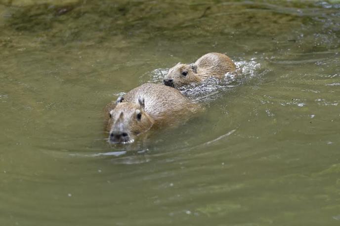 kapibare-zoo-bec.jpg